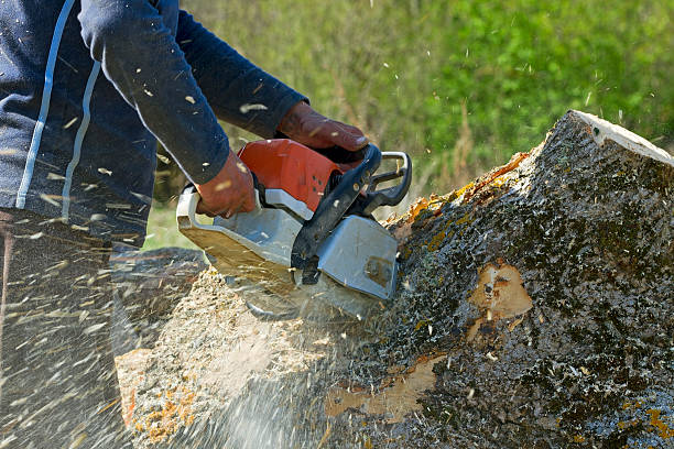 Palm Tree Trimming in Lake Wildwood, CA